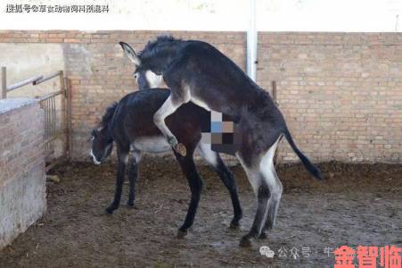 日驴的正确背后暗藏文化密码本土习俗如何应对时代变迁