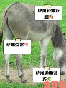 日驴的正确背后暗藏文化密码本土习俗如何应对时代变迁