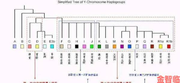 为何现代医学要深入研究亚洲人与欧洲人染色体的区别