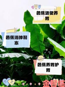 揭秘中国历史哪个朝代有的香蕉竟与丝绸之路有关联